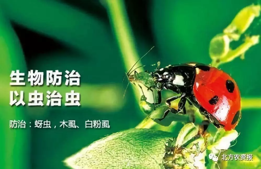 虫害防治